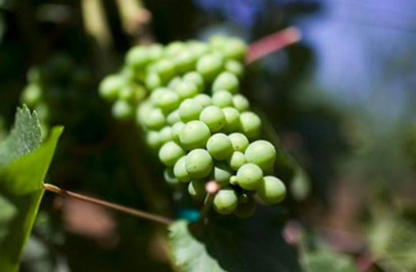 grapes 521 (photo credit: AP)