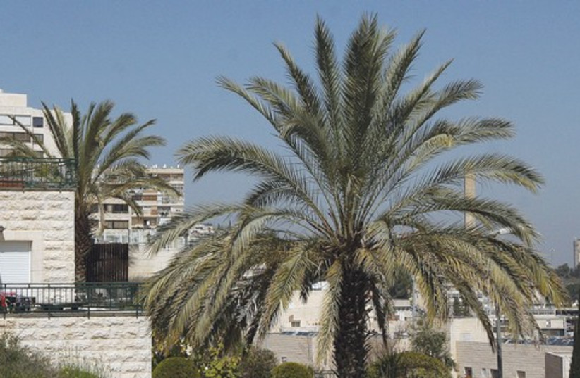 Bayit Vagan  homes apartments palm tree 521 (photo credit: Marc Israel Sellem)