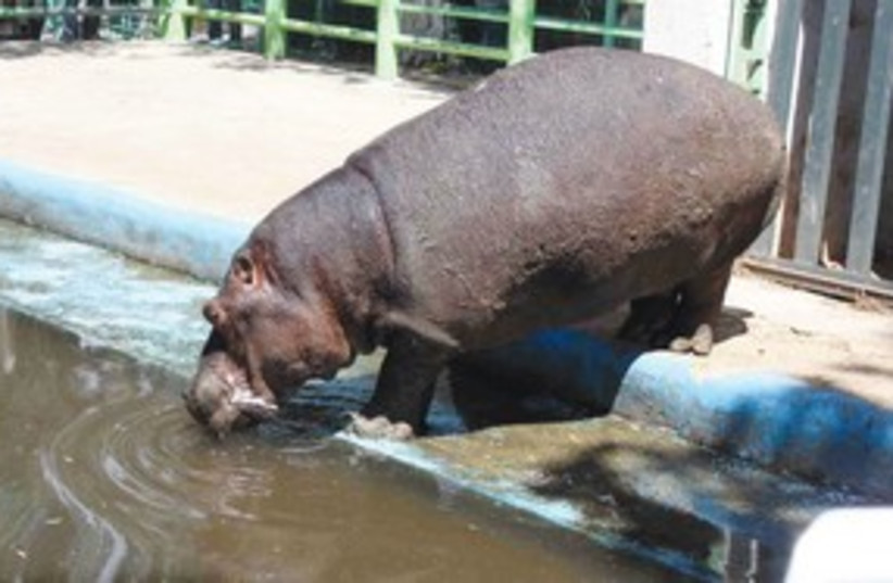 Hippopotamus at the Kalkilya Zoo 311 (photo credit: Courtesy Kalkilya Zoo)