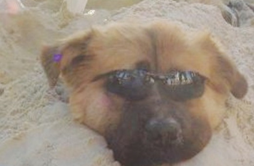 dog with sunglasses 521 (photo credit: Courtesy)