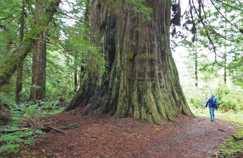 Trees at Humboldt Redwoods (photo credit: Ron C. Judd/San Jose Mercury News/MCT)