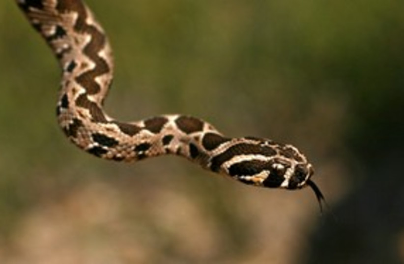 viper, snake, cobra_311 (photo credit: Kaplan Medical Center)