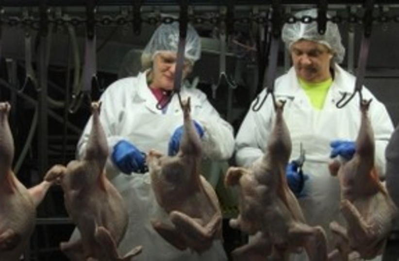 The assembly line at Empire Kosher Poultry's plant 311 JTA (photo credit: Uriel Heilman / JTA)