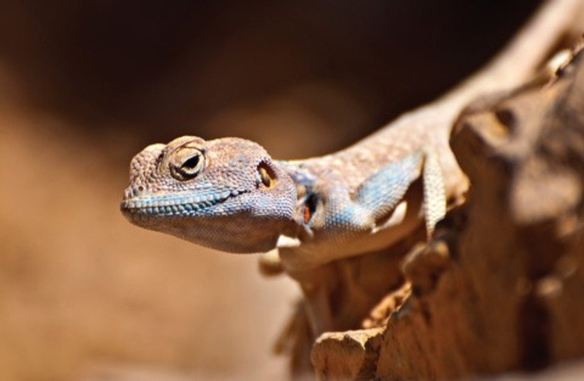 Lizard 521 (photo credit: Itsik Marom)