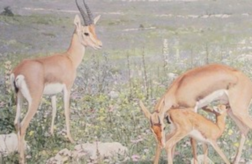 Wildlife art exhibit (photo credit: Society for the Protection of Nature)