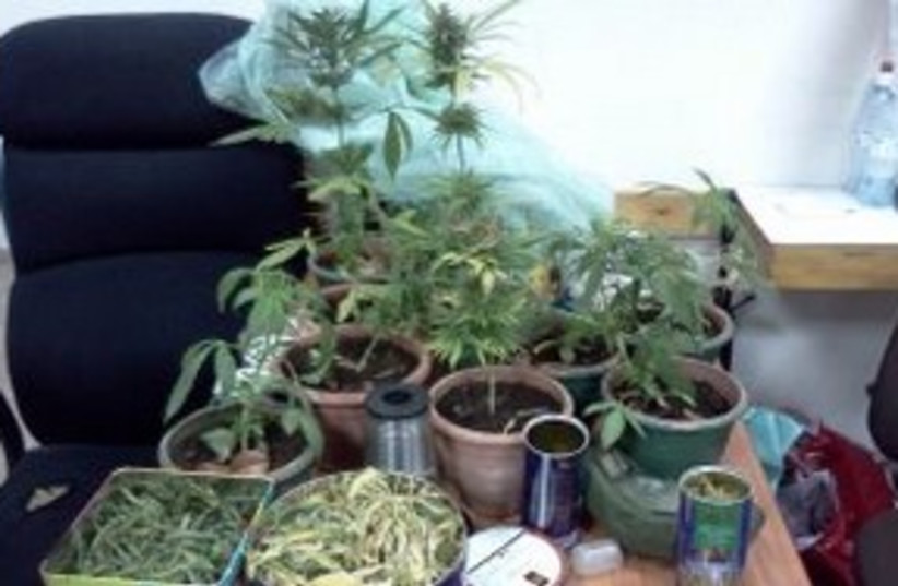Seized Marijuana Pot plants 311 (photo credit: Courtesy: Israel Police)