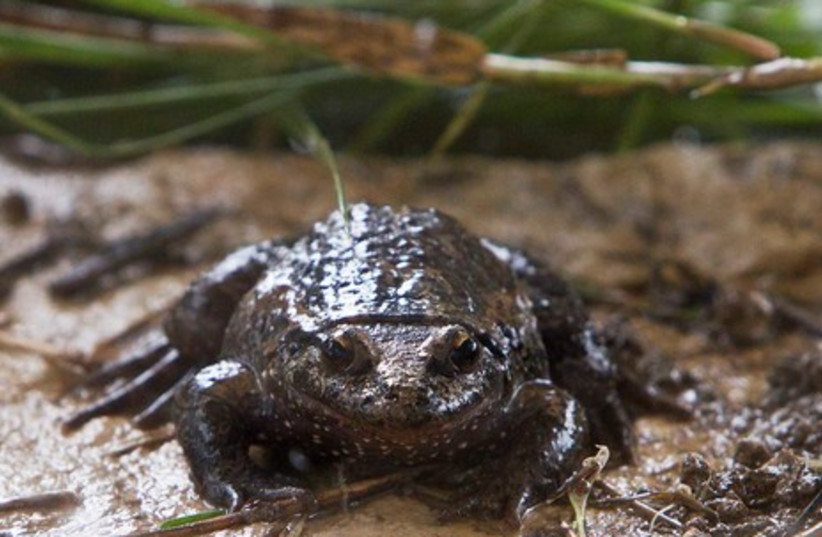 Think twice before making intimate contact with this toad - Vimarsana News