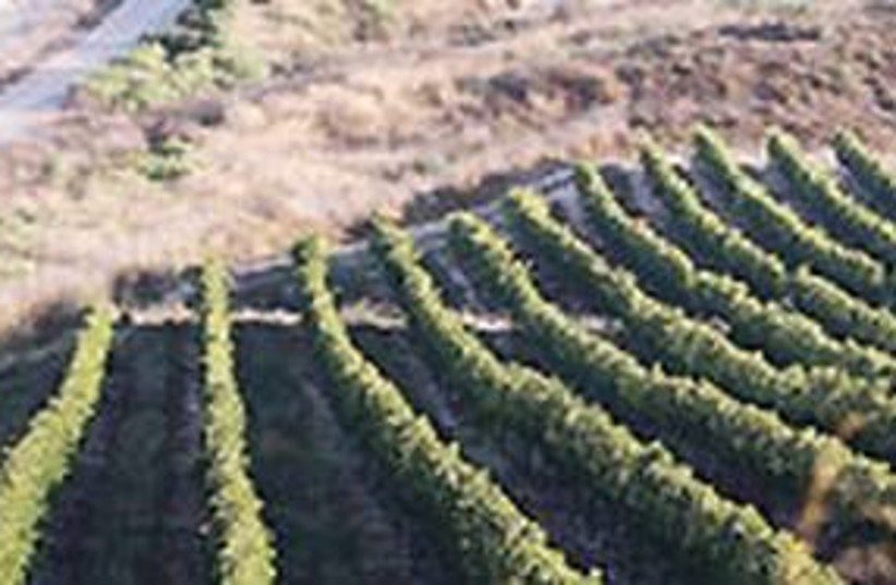 Israeli vineyard (photo credit: Ariel Jerozolimski)