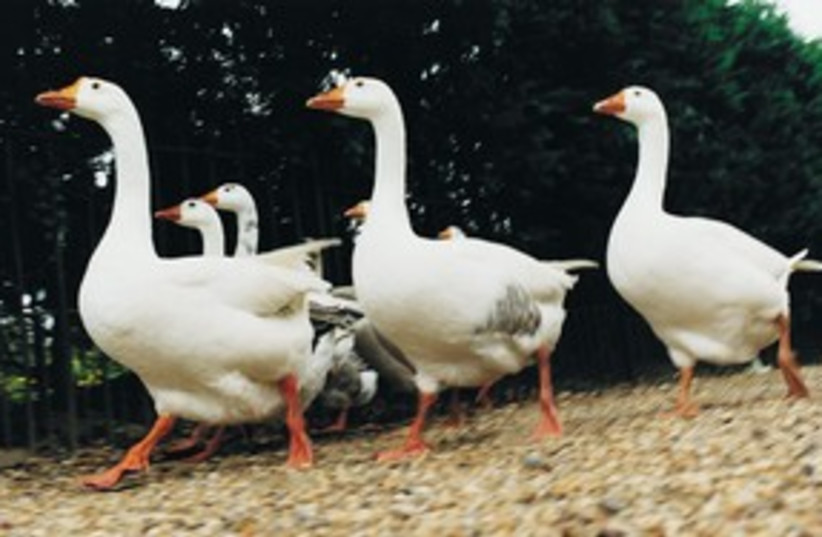 A gaggle of geese 311 (photo credit: Thinkstock/Imagebank)