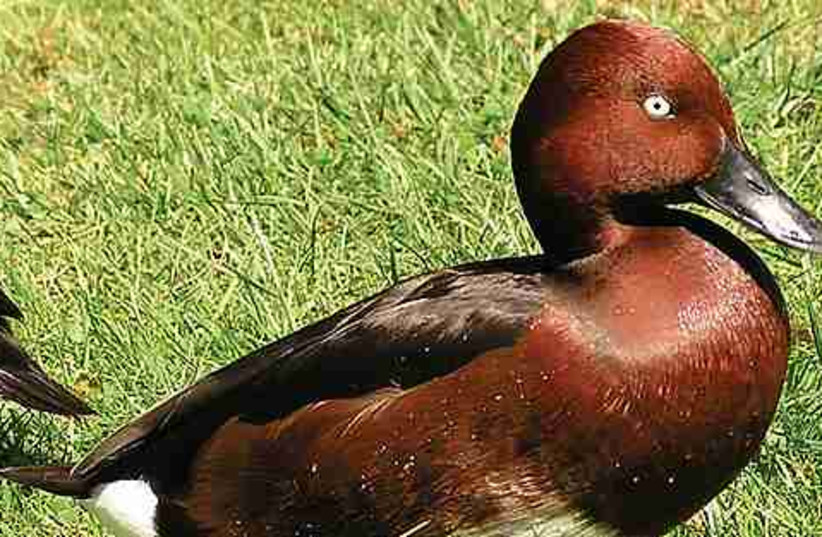 Duck 521 (photo credit: Courtesy/Wikimedia)