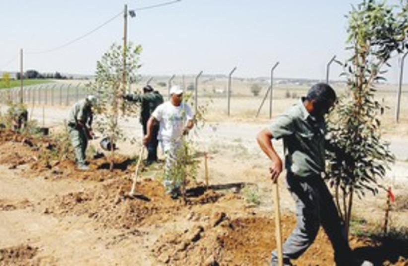 Keren Kayemeth LeIsrael plants trees along Gaza border 311 (photo credit: Courtesy/KKL)