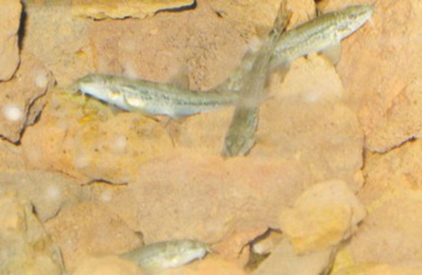 Nemacheilus dori fish 390 (photo credit: Israel Nature and Parks Authority)