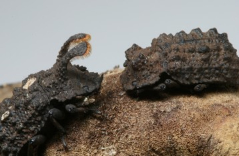 Forked fungus beetles 390 (photo credit: Journal of Evolutionary Biology)