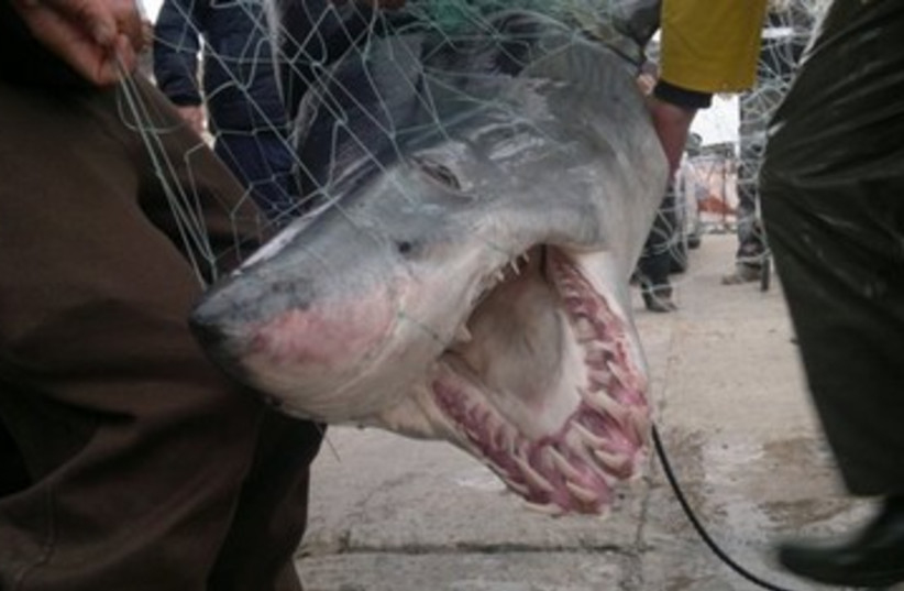 Acre shark 390 (photo credit: www.sonara.net)