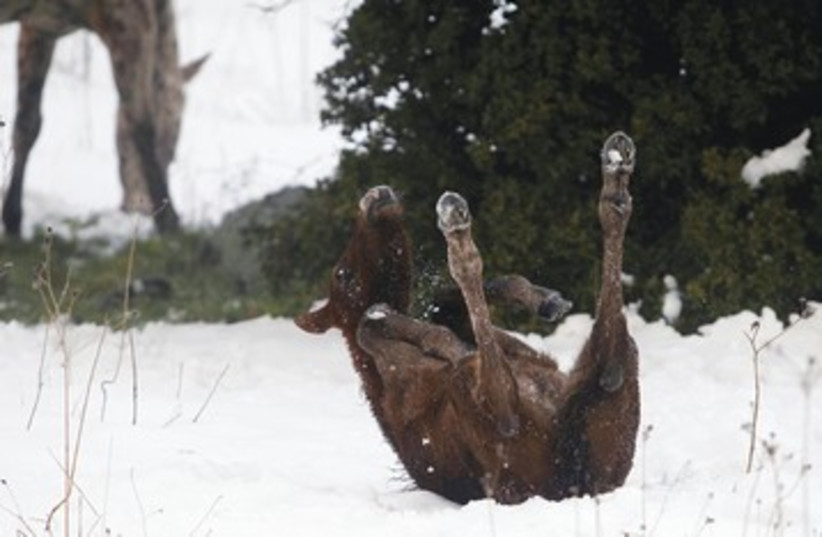 a foal rolls in snow near kibbutz Ein Zivan_390 (photo credit: Baz Ratner/Reuters)