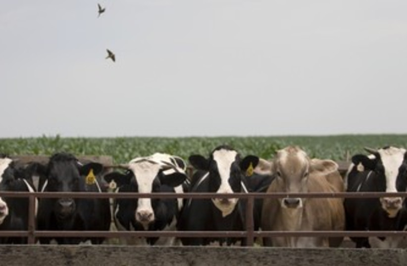 Cows lined up to feed 370 (photo credit: Thinkstock/Imagebank)