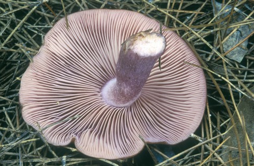 Mushroom 521 (photo credit: Itsik Marom)