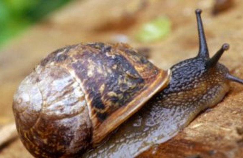Snail (photo credit: Creatas Images)