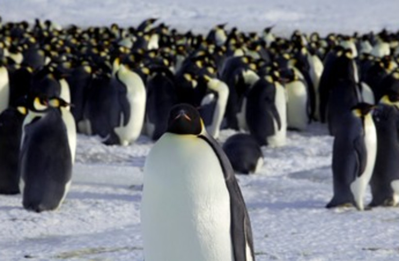 Emperor penguins in Dumont d'Urville, Antarctica 370 (photo credit: REUTERS)