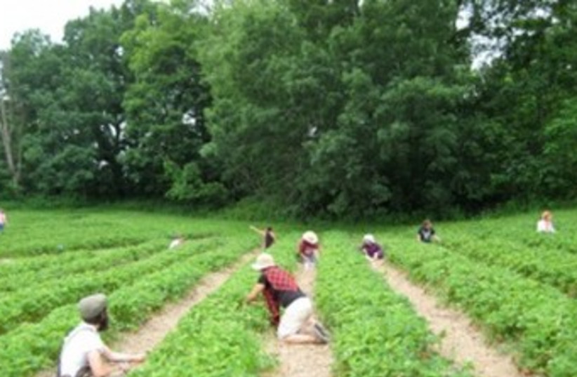 People in fields 370 (photo credit: Courtesy Isabella Freedman Retreat Center.)