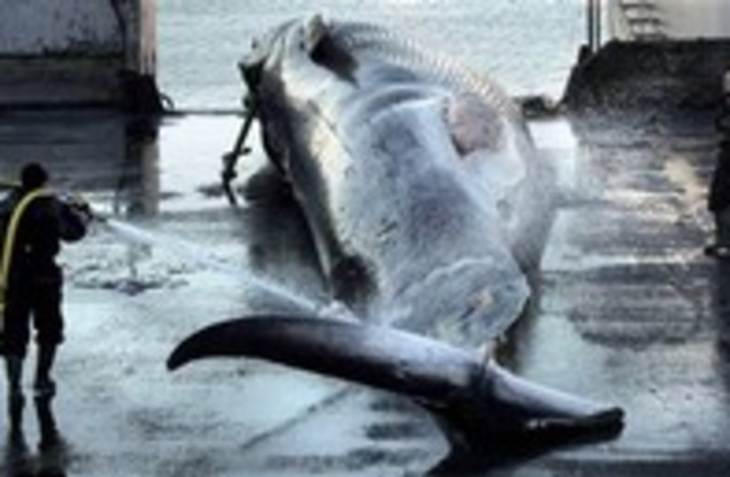fin whale 224 (photo credit: AP [file])
