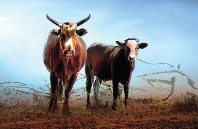 Cows 370 (photo credit: Israel Weiss (weisssi@bezeqint.net) http://artfram)