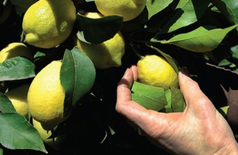 A woman picks lemons from a tree (Lemon Tree) 370 (R) (photo credit: REUTERS)