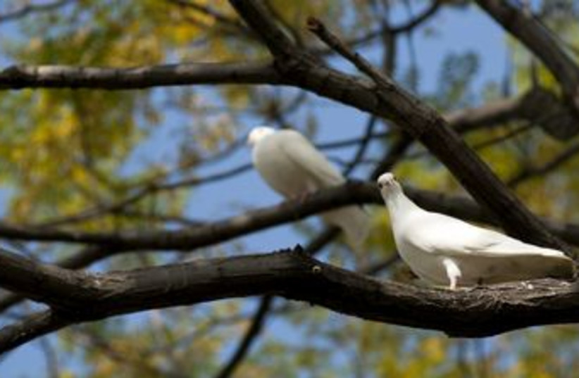 White dove on a tree (photo credit: Thinkstock)