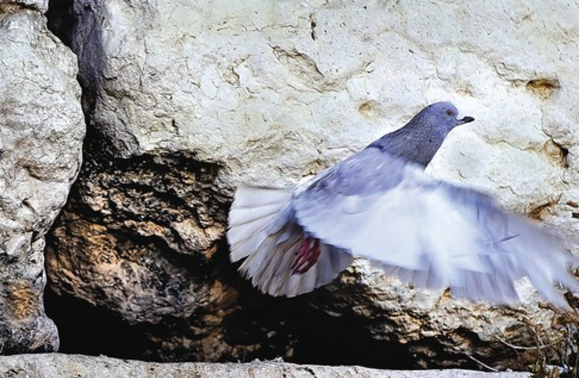 pigeon/Naso (photo credit: Israel Weiss)