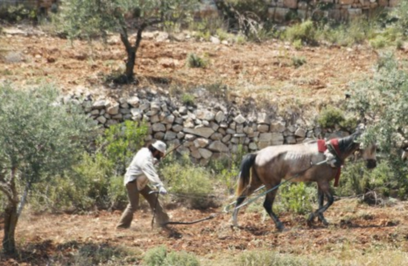 Palestinian farmer, West Bank_521 (photo credit: Marc Israel Sellem)