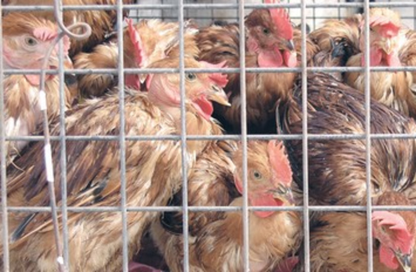 Chickens crowded in a cage 370 (photo credit: Thinkstock/Imagebank)