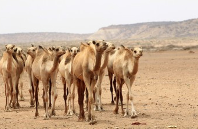 Camels near Mogadishu 370 (photo credit: REUTERS/Thomas Mukoya)