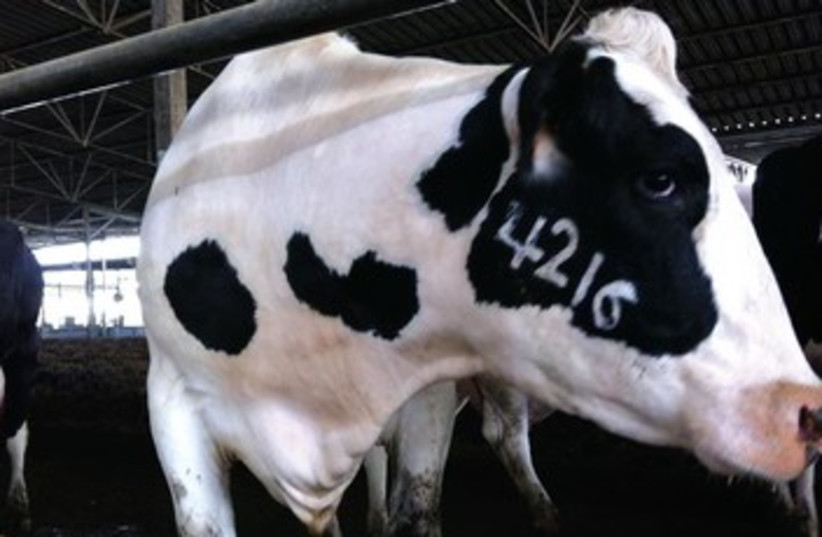 A COW with a number branded on its face 370 (photo credit: Anonymous for Animal Rights)