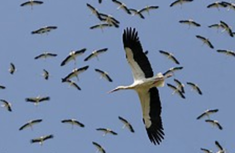 migrating storks 224 (photo credit: Courtesy)