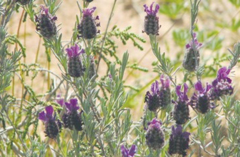 French Lavender in Israel 390  (photo credit: SPNI)