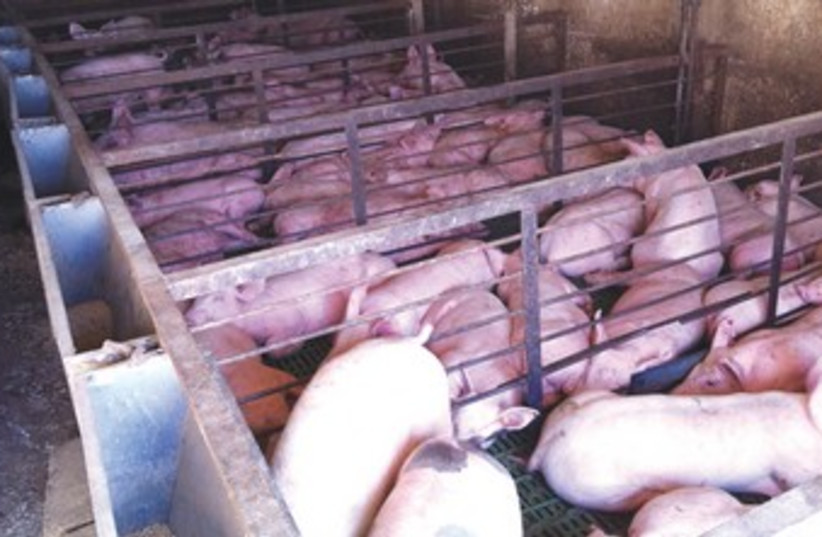 Abused pigs in galilee raid 370 (photo credit: Rinat Koris-Rahamim)