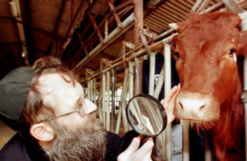 Rabbin Inspects Red Heffer 370 (photo credit: REUTERS)