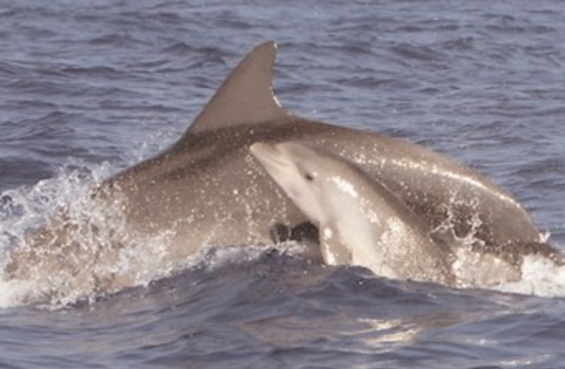 Dolphins off coast of Ashkelon 370 (photo credit: Aviad Scheinin/Israel Marine Mammal Research & Ass)