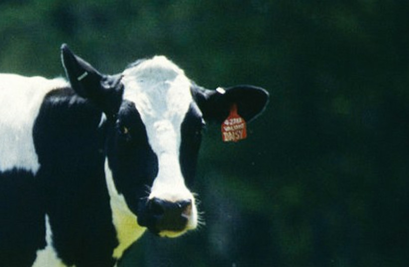 Cow 521 (photo credit: Wikipedia Commons)