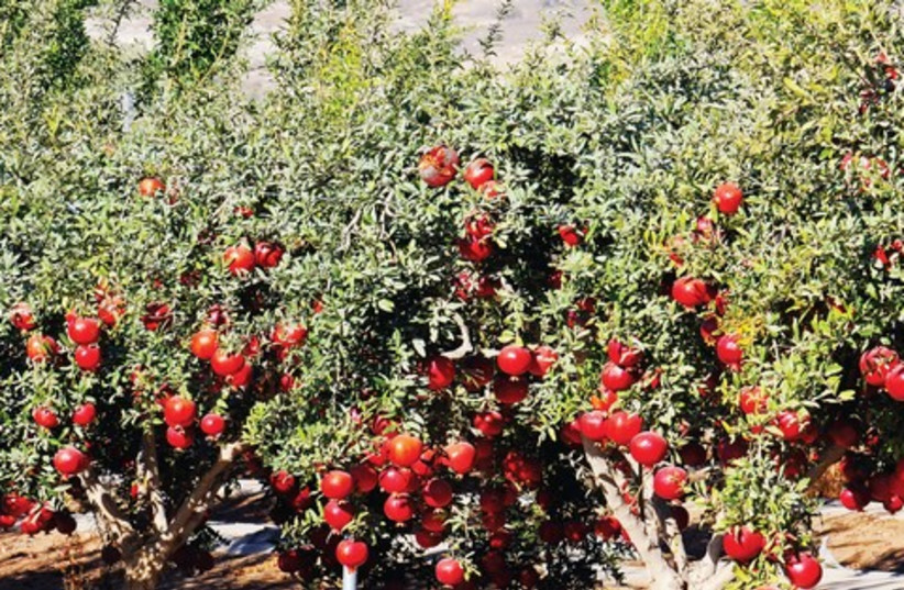 Pomegranates 521 (photo credit: Itsik Marom)