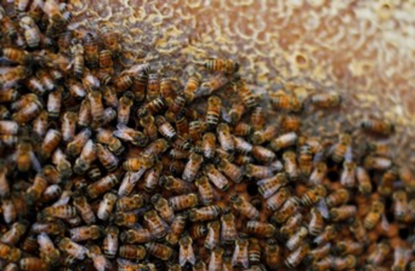 Honey bees in Israel 370 (photo credit: Reuters/Amir Cohen)