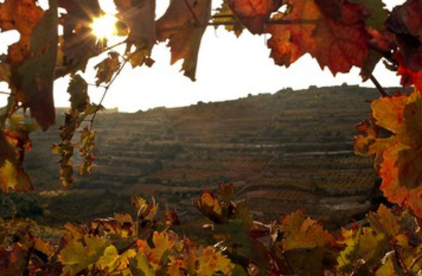 Fall vine arch (photo credit: Yehoshua Halevi)