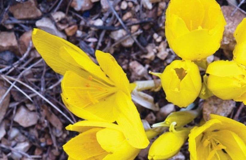 Daffodil 521 (photo credit: Itsik Marom)