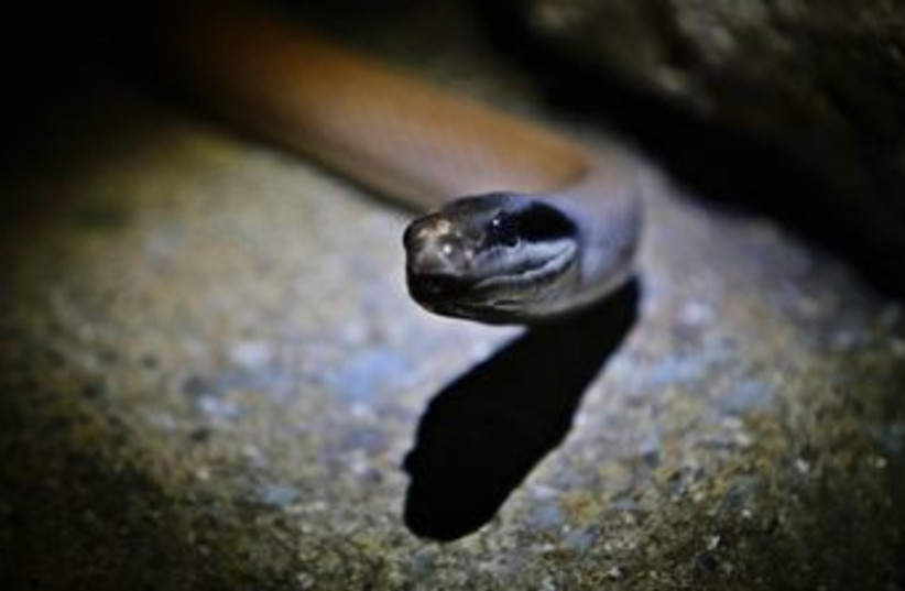 A snake 370 (R) (photo credit: Tim Chong / Reuters)