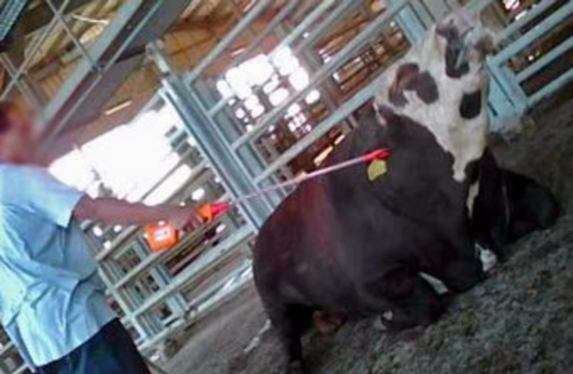 Cattle prod animal abuse cow pain scream 370 (photo credit: Courtesy of 'Tnuva Cruelty')