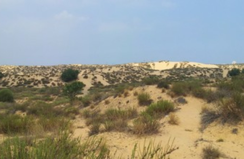Dunes in Ashdod where industrial zone is set to be built 370 (photo credit: Dov Gleenvlet/SPNI)