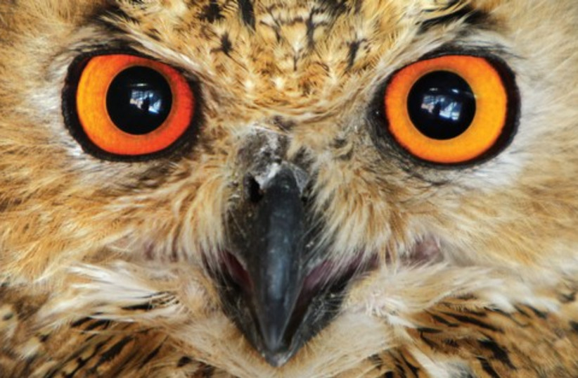 owl eyes 521 (photo credit: ALI JAR EKJI / REUTERS)