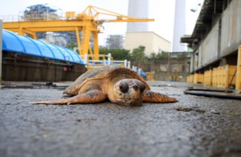 Sea turtle at Hadera power plant 370 (photo credit: IEC)