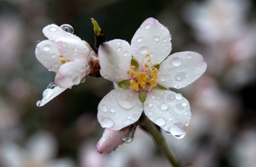 Almond blossoms covered with beads of rain following a winter storm