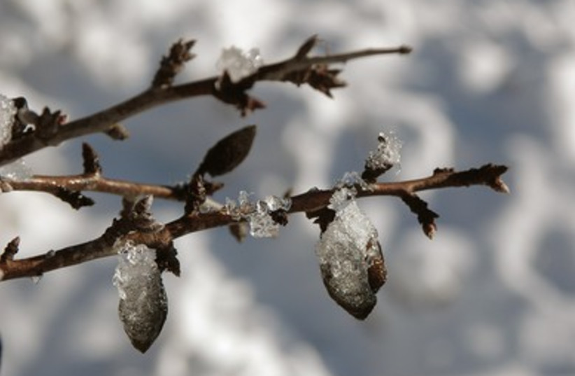 – Following a snowstorm in the Judean Mountains, ice clings to fruits that remain on a branch throug